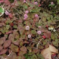 Persicaria capitata (Buch.-Ham. ex D.Don) H.Gross